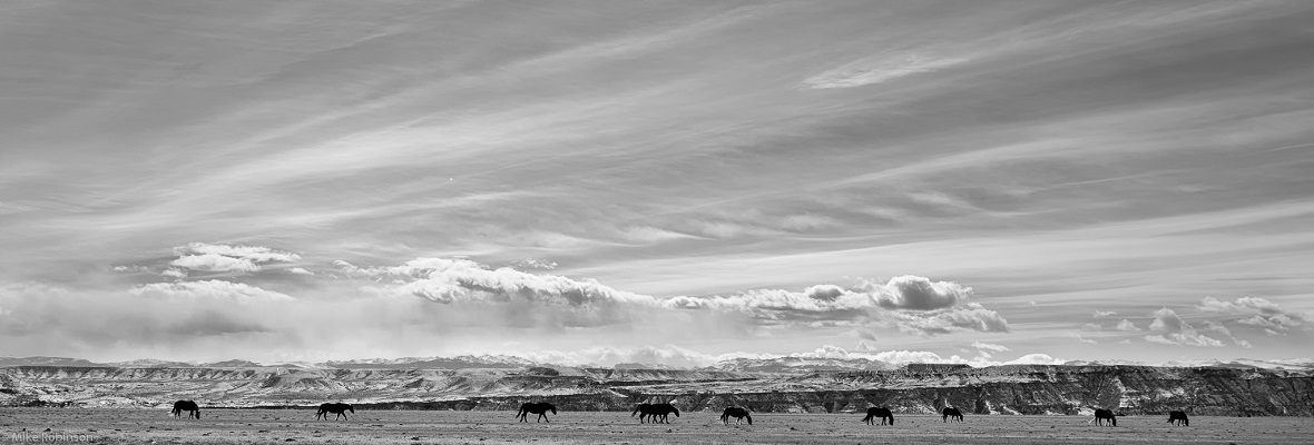 Horse life is wonderful